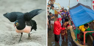 Image on the left shows the maleo - a medium-sized black bird with a peach-coloured chest. The image on the right shows eggs being presented to a figure sitting on a boat as part of Banggai tradition