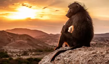 baboon looking out to the sunset