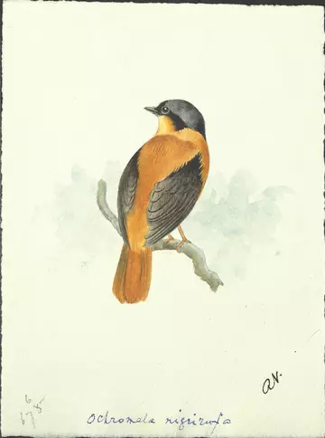 Black-and-orange flycatcher - Newnham