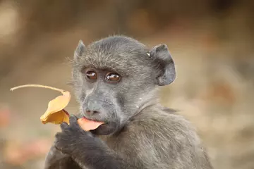 Baboon eating seed