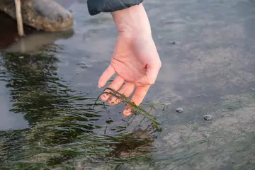 Hand holding seagrass in water