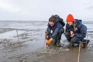 Two conservationists kneeling planting using a sealant gun to plant seagrass seeds in a mudflat