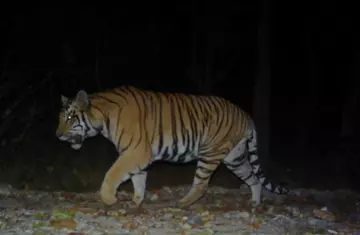 Tiger, Banke National Park