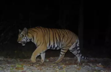 Tiger, Banke National Park