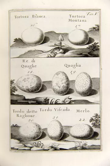 Delle uova egg images - Bortoli