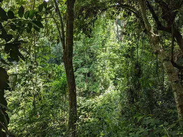 Lush Kenya forest 