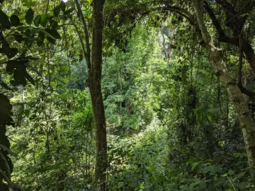 Lush Kenya forest