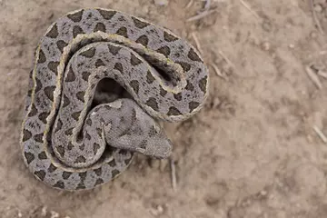 Kenyan horned viper