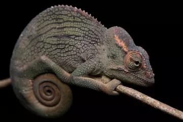 Mount Kenyan hornless chameleon