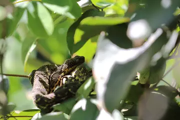 Mountain Kenyan bush viper
