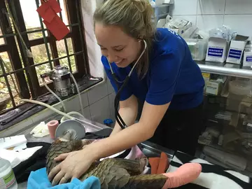 A pangolin being cared for by a ZSL vet