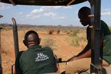 ZSL Kenya conservationists watching elephants