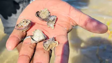 Oyster spat