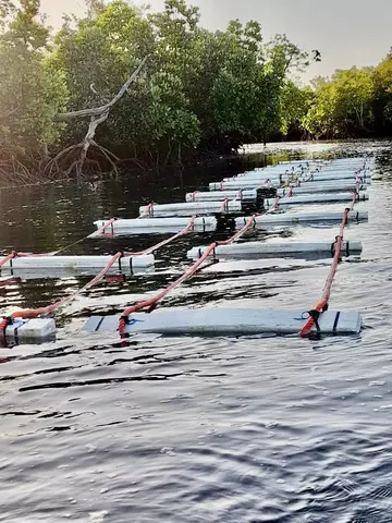 Floating devices set up (attached to concrete blocks) and Ousmane attaching the oyster baskets