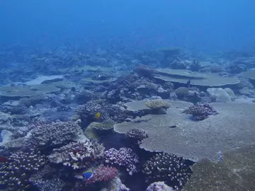 Diverse and healthy coral reef