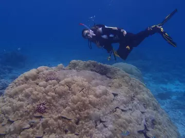 Catherine Head diving