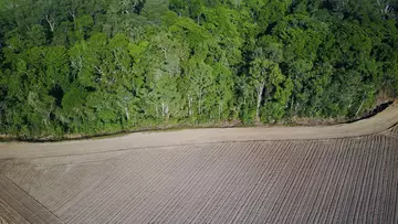 Deforestation to make way for agriculture