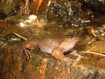An adult Barrio’s frog found in the Refugio de Ranitas Aldea del Viento, Chile. 