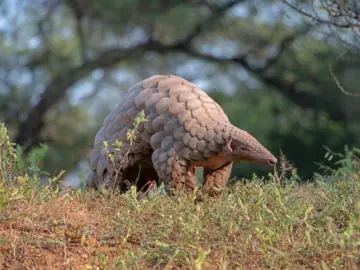 Asian pangolin