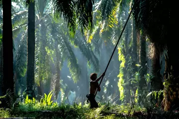 Smallholder harvesting palm oil. Will smallholders be left out of EUDR?