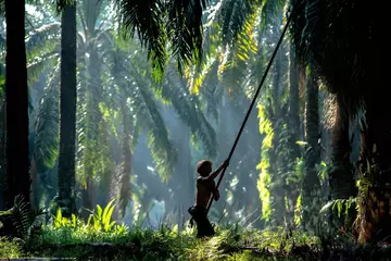 Smallholder harvesting palm oil. Will smallholders be left out of EUDR?