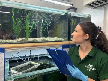 Female member of staff at Whipsnade Zoo checking pupfish tank