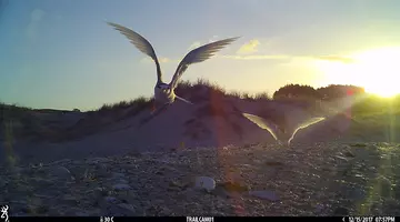 New Zealand fairy tern in flight