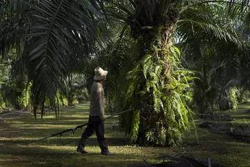 Palm oil field worker inspecting trees