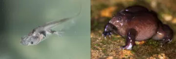 Lake Oku clawed frog tadpole (left) and a Purple frog (R)