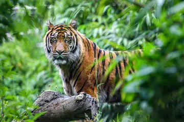 Sumatran tiger in the jungle