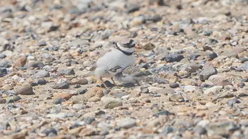 Ringed plover on the shingle beach with its chick