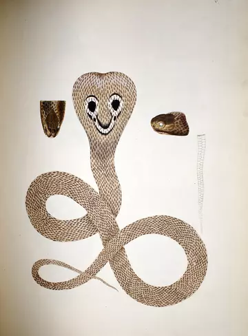 A detailed coloured print of a snake