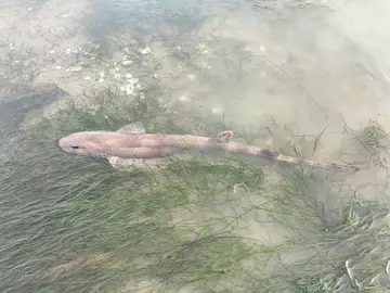 Dogfish swimming through seagrass 