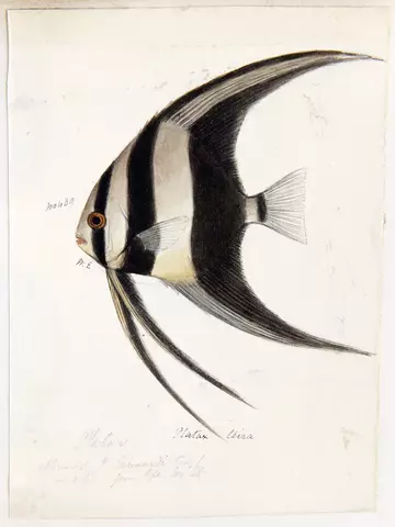 Black and white striped fish with long fins