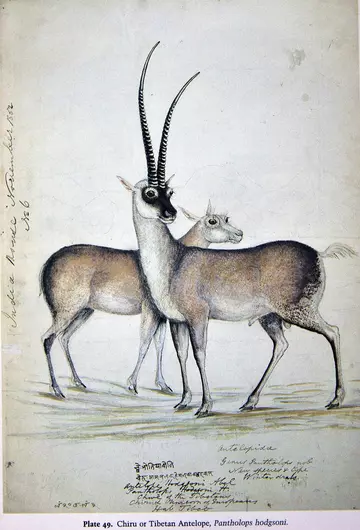 A drawing in colour of two antelopes, the male with long horns