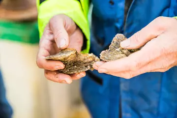 Oysters being examined by Oystermen