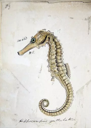 Seahorse