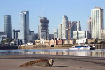 Seal sits on Thames river bank with London skyline in background.