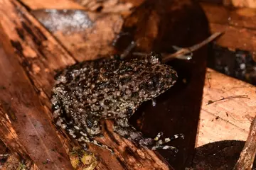 Oreolalax adelphos, Mount Po Ma Lung toothed toad