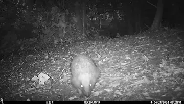 Camera trap image of a hedgehog 