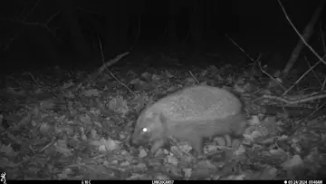 Camera trap image of a hedgehog 