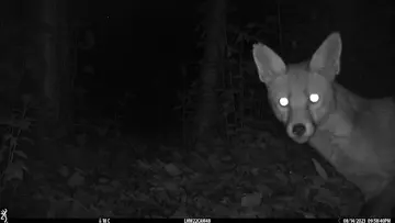 Camera trap image of a fox