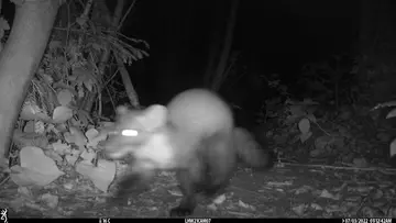 Camera trap image of a pine marten 