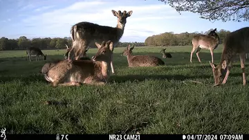 Camera trap image of deers