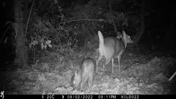 Camera trap image of deers