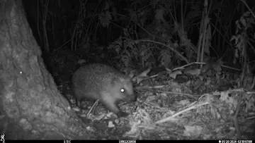 Camera trap image of a hedgehog 