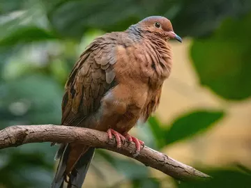 Socorro dove