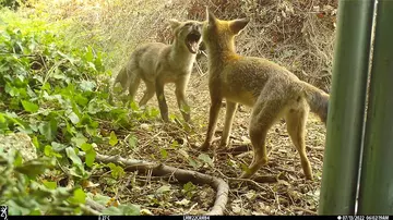 Two foxes in a camera trap image