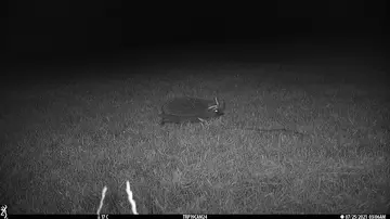 Camera trap image of a hedgehog 