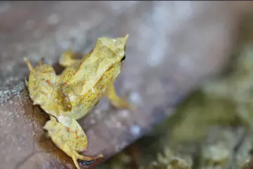darwin frog